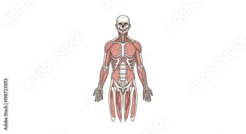 Human Muscular System Anatomy Vector Illustration, Detailed Anatomical Diagram of Male Body Muscles for Medical Education and Scientific Study, Isolated on White