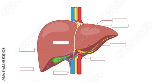 Human Liver Anatomy Diagram with Blank Labels Vector Illustration, Educational Medical Infographic Template for Biology Study and Healthcare Science Education