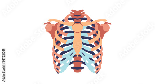 Human Rib Cage Anatomy Vector Illustration, Stylized Skeletal System Graphic for Medical Education and Biological Science Presentations