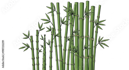 bamboo isolated on white background