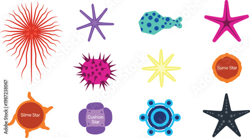 Colorful Starfish and Sea Star Collection with Cushion Star and Slime Star Species