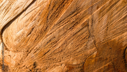 Wood texture from a freshly fallen log