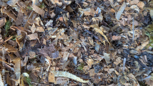Close up of a pile of wood chips  and sawdust from a freshly fallen tree, background texture