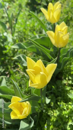 Yellow tulips in the garden, vertical video.