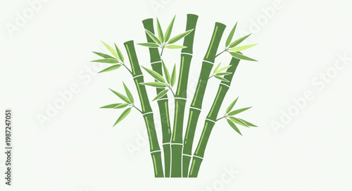 bamboo isolated on white background