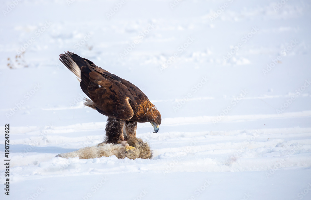 Naklejka premium A large eagle caught a fox against a backdrop of snow. A bird of prey hunts its prey. A golden eagle sits in the snow, clinging to its prey. Falconry. A national tradition of Asia. Berkutchi,