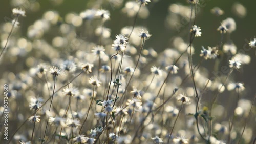 Wildflowers Blooming in a Meadow with Soft Sunlight Background