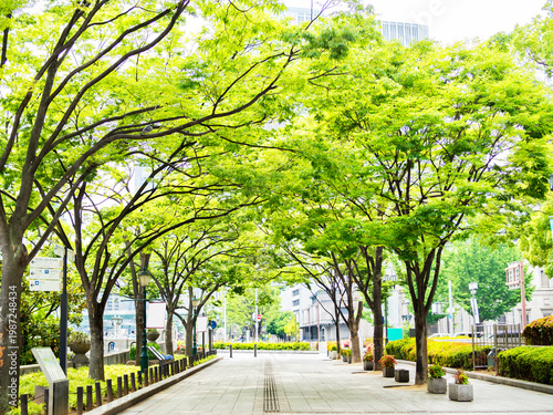 大阪・中之島の街路樹