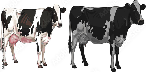 Dairy Cow Set Featuring Black and White Cows in Different Views for Farm, Livestock, and Agriculture Illustration Designs