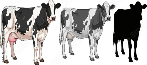 Dairy Cow Set Featuring Black and White Cows with Different Views for Farm, Agriculture, and Livestock Illustration Designs