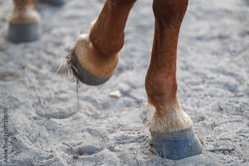 Close-up of horse hooves walking on sandy ground, showing the movement and texture of the sand
