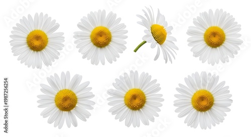Collection of white daisies with yellow centers on white background daisy flower petal