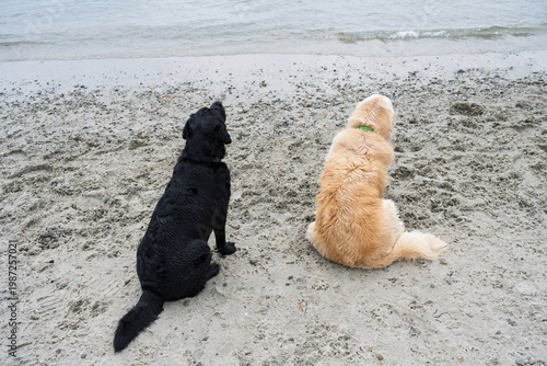 Foto Happy Dogs Playing on the beach and in the ocean