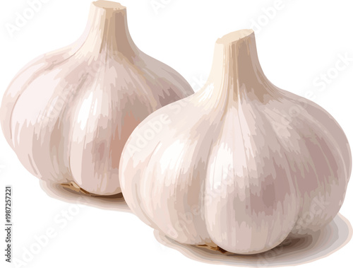 Two bulbs of garlic on white background food ingredient