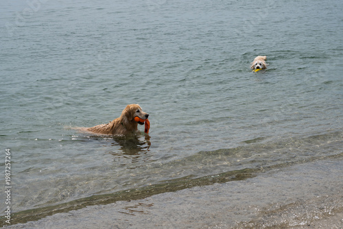 Happy Dogs Playing on the beach and in the ocean
