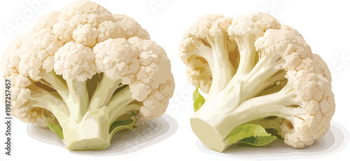 Two heads of cauliflower on white background vegetable