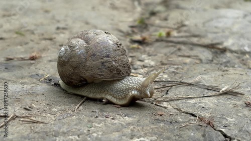 Close up of snail moving slowly on rough ground surface in natural environment. Concept of patience, slow life, persistence and minimalism