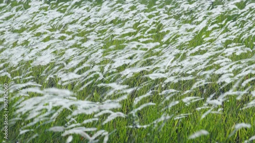 Lush Green Grass Field with Flowing White Wildflowers in Breeze
