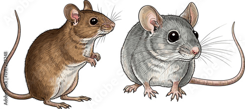 Realistic Mouse and Rat Illustration Set with Detailed Fur Texture, Small Rodent Animals, Wildlife Study, Pest Control Concept, and Natural Biology Design