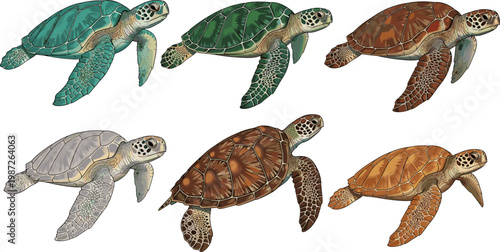 Sea Turtle Illustration Set with Various Shell Patterns and Colors, Marine Reptiles, Ocean Wildlife, Underwater Nature, and Tropical Aquatic Animal Collection