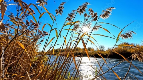Bright sunny day with reeds swaying in the wind next to a flowing river, creating a serene landscape scene.