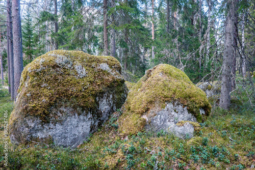 Northern forest landscape with huge stone with moss. Glacial erratic rock.