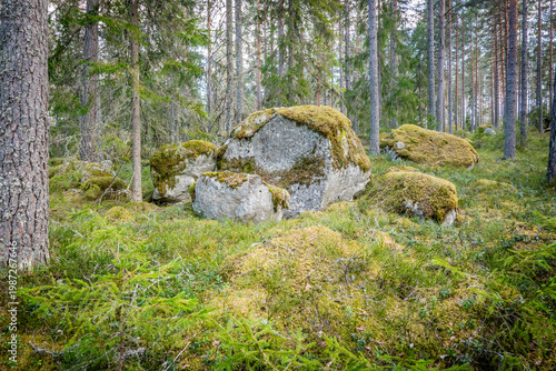 Northern forest landscape with huge stone with moss. Glacial erratic rock.
