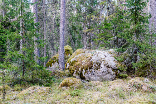 Northern forest landscape with huge stone with moss. Glacial erratic rock.