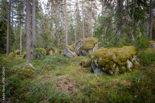 Northern forest landscape with huge stone with moss. Glacial erratic rock.