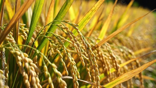 Close up view of ripe rice ears swaying in the autumn sunlight in a rice field
