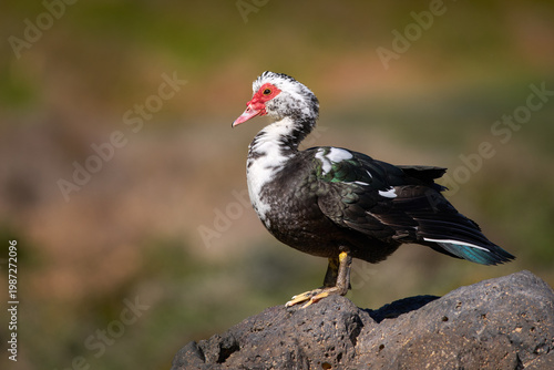 Warzenente (Cairina moschata) im Profil stehend auf einem vulkanischen Felsen - Barranco de los Molinos, Fuerteventura