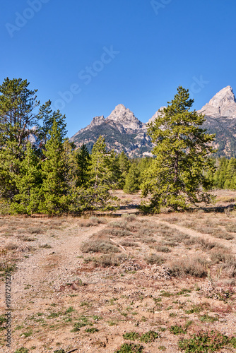 Portrait view of the evergreen trees with the Grand Teton mountains in the background, capturing the scenic beauty and natural landscape of the region. 