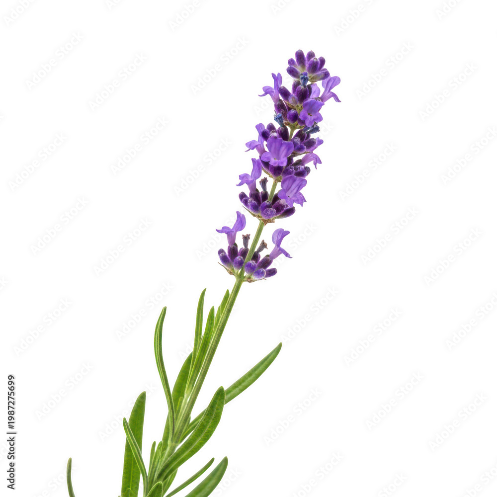Obraz premium A close-up view of a vibrant purple lavender flower against a white background