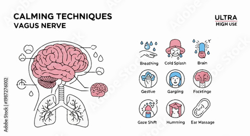 Anatomical illustration of brain and lungs with vagus nerve
