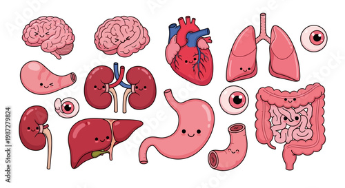 Cute Kawaii Style Human Organs with Faces for Educational and Medical Purposes