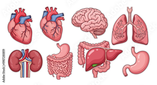 Collection of Human Internal Organs Illustrated for Medical and Educational Purposes
