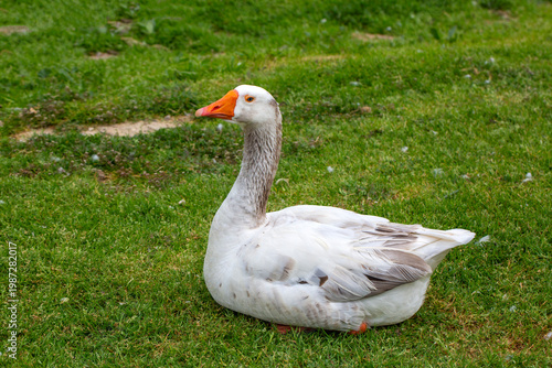 White Domestic Goose Restin...