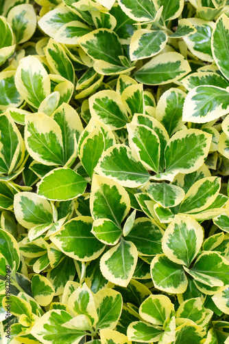 Vibrant Variegated Golden E...