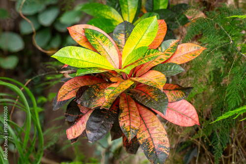 Schilderij op canvas Vibrant Multi-Colored Foliage of Codiaeum Variegatum (Croton) Plant
