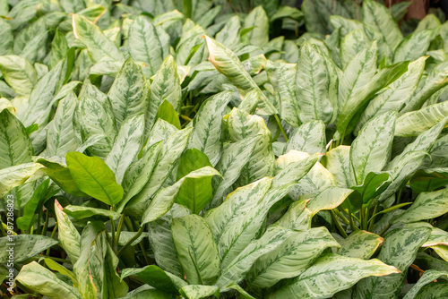 Bild auf Leinwand Vibrant Silvery-Green Foliage of Aglaonema Commutatum (Chinese Evergreen) Plants