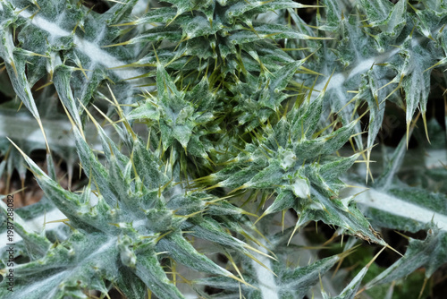 Bull thistle plant closeup from top view during spring season in Texas.