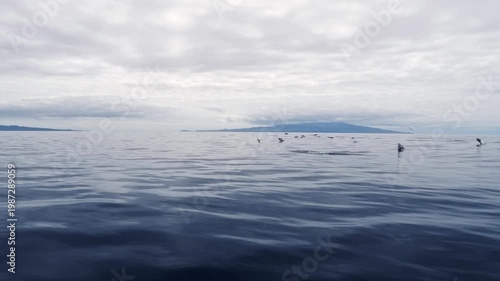 Spotted atlantic dolphins jumping - slow motion 