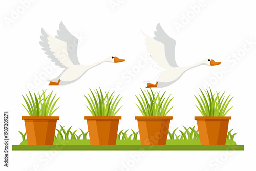 Two white geese are in flight above potted plants and green grass