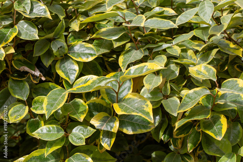 Konstfotografi Vibrant Variegated Leaves of Elaeagnus x Ebbingei 'Gilt Edge' (Silverberry) Shru