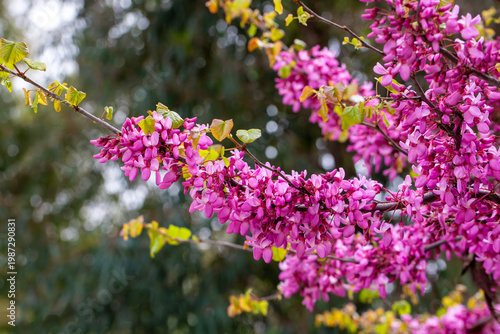 Vibrant Pink Flowers of Cer...