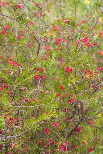 Vibrant Red Flowers of Grev...