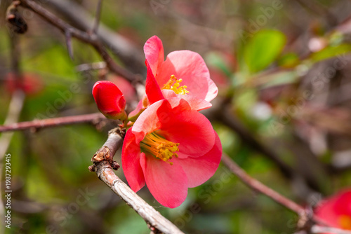 Vibrant Red Flowers of Chae...