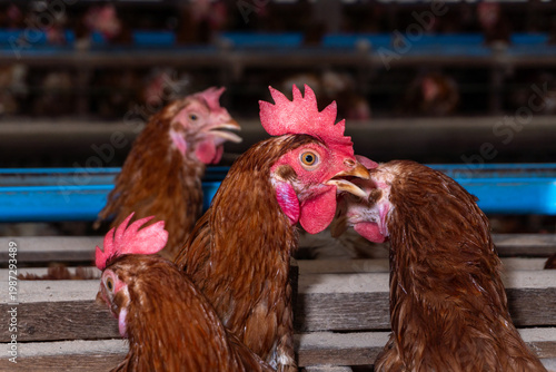 Chicken eggs heather on farm