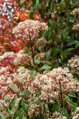 Delicate White Photinia Flo...