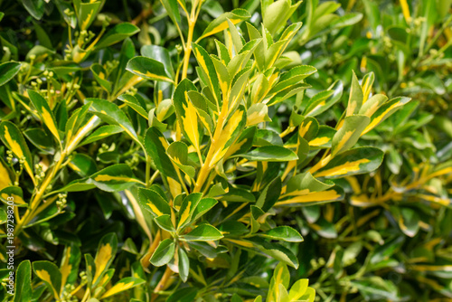 Vibrant Variegated Leaves o...